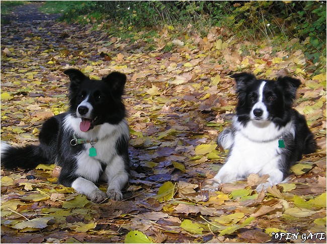 Jamie & Daisy, 18. 10. 2007, photo  B. Malinsk