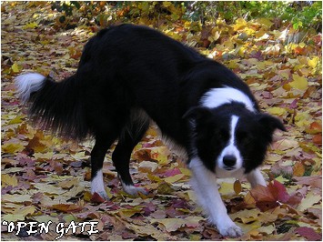 Daisy, 25. 10. 2006, photo  Blanka Malinsk